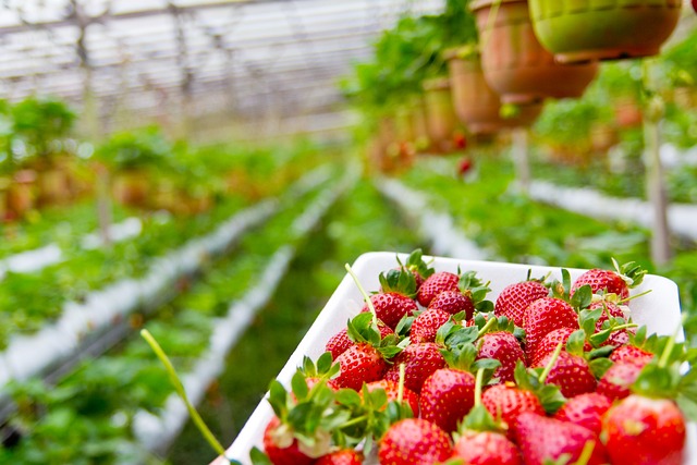 farming strawberry