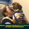 Nationwide Recall Issued for Select Pet Medications Due to Potency Discrepancies